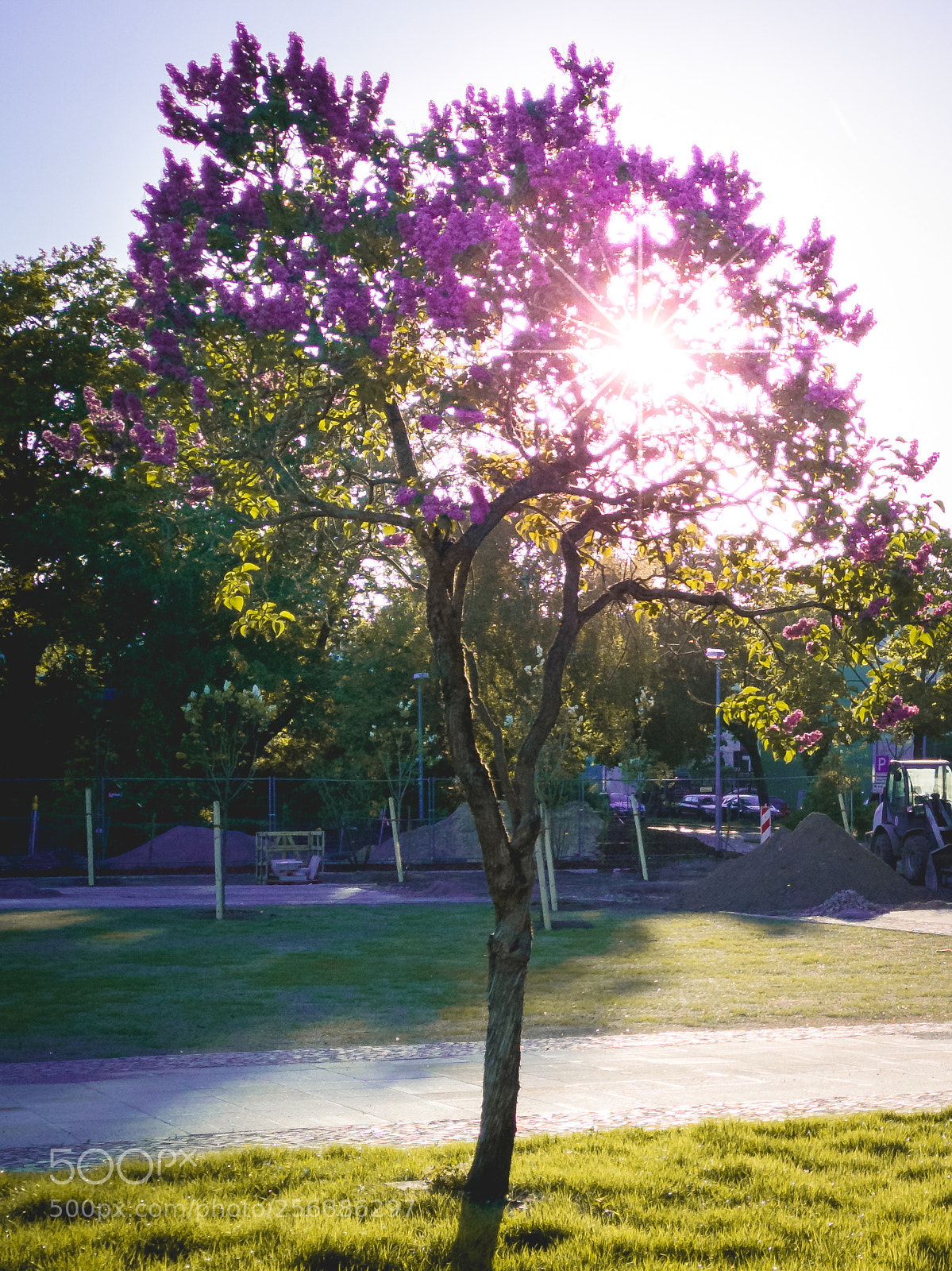 HUAWEI CLT-L29 sample photo. Purple lilac photography