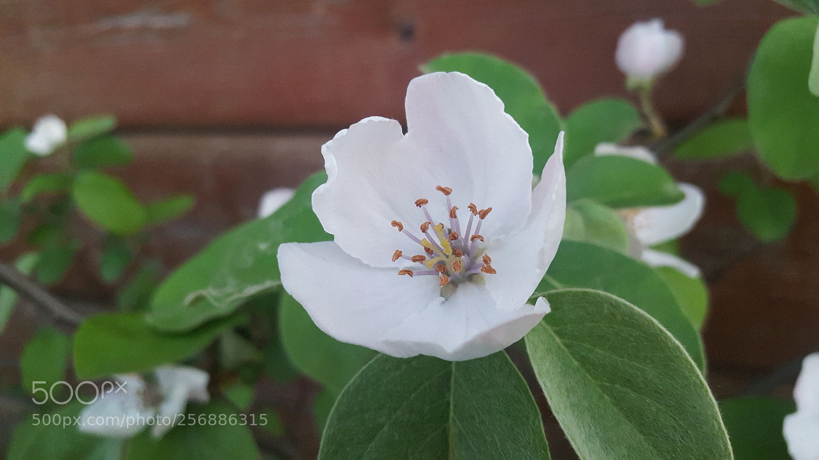Samsung Galaxy S6 sample photo. Floare de gutui photography