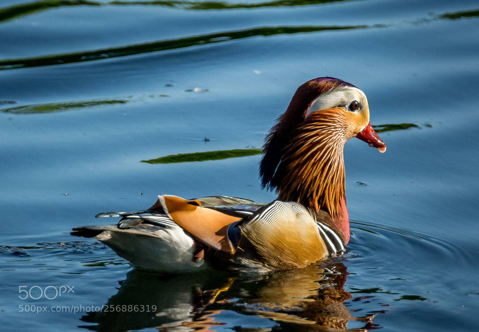 Nikon D5200 sample photo. Mandarin duck photography