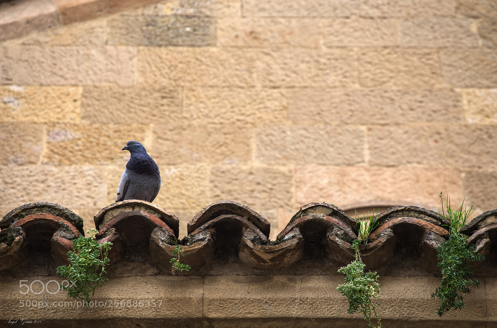 Canon EOS 6D sample photo. Alero  macetero photography
