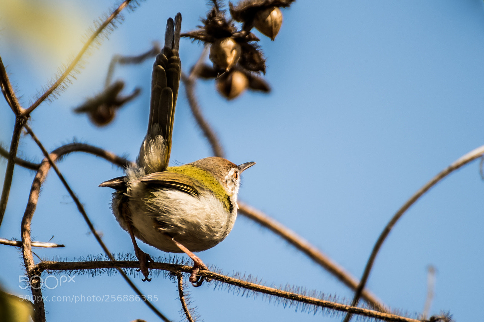 Nikon D750 sample photo. Common tailorbird photography