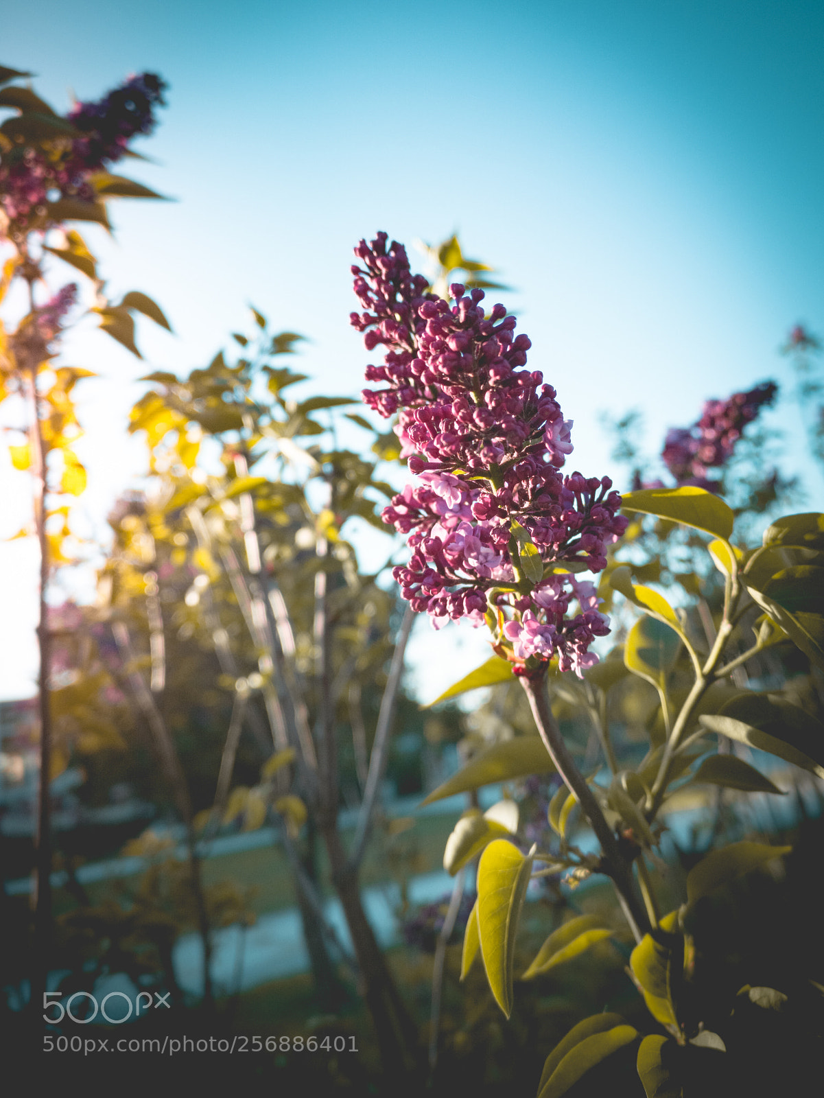 HUAWEI CLT-L29 sample photo. Purple lilac photography