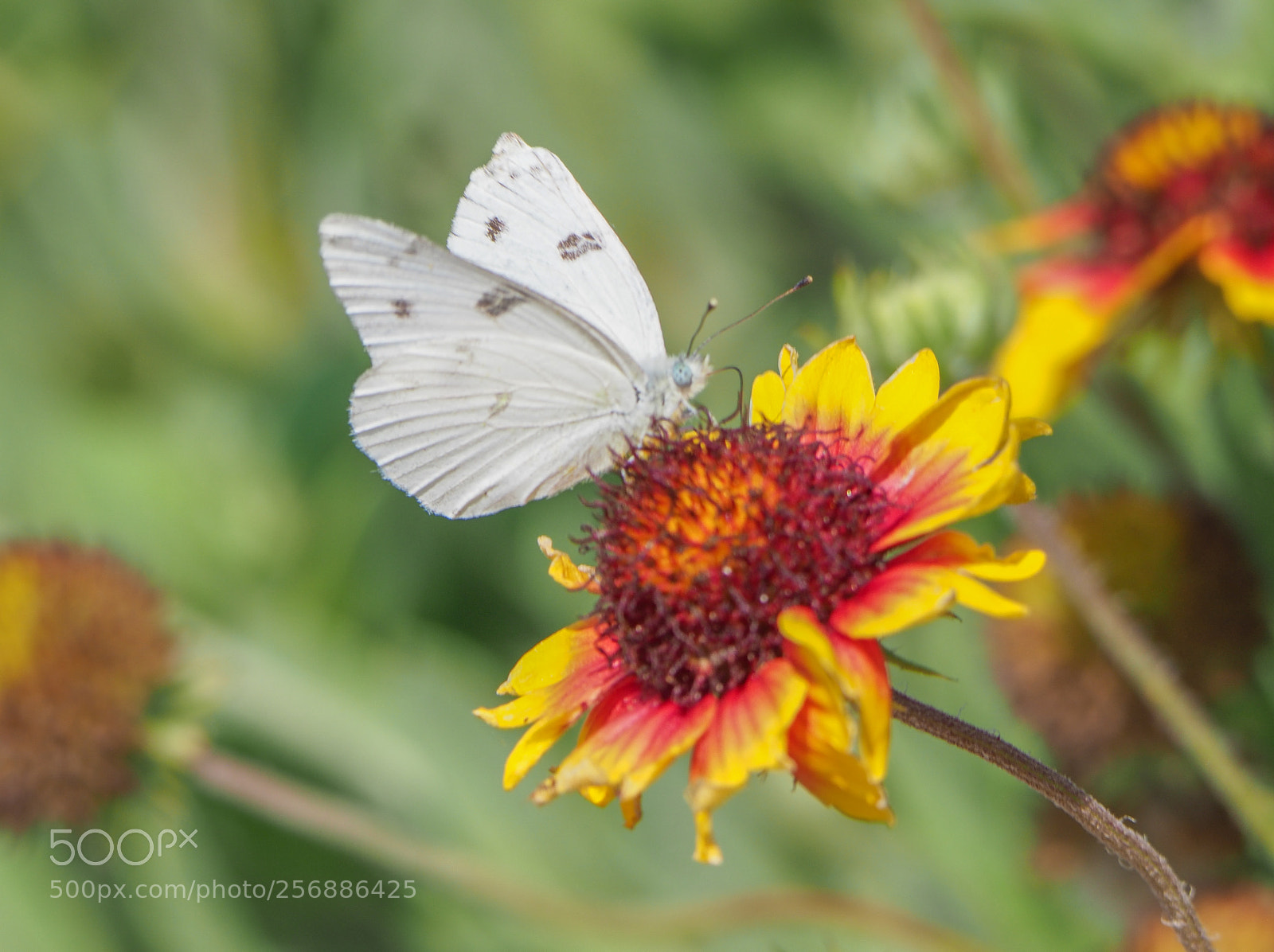Olympus OM-D E-M1 Mark II sample photo. Butterfly photography