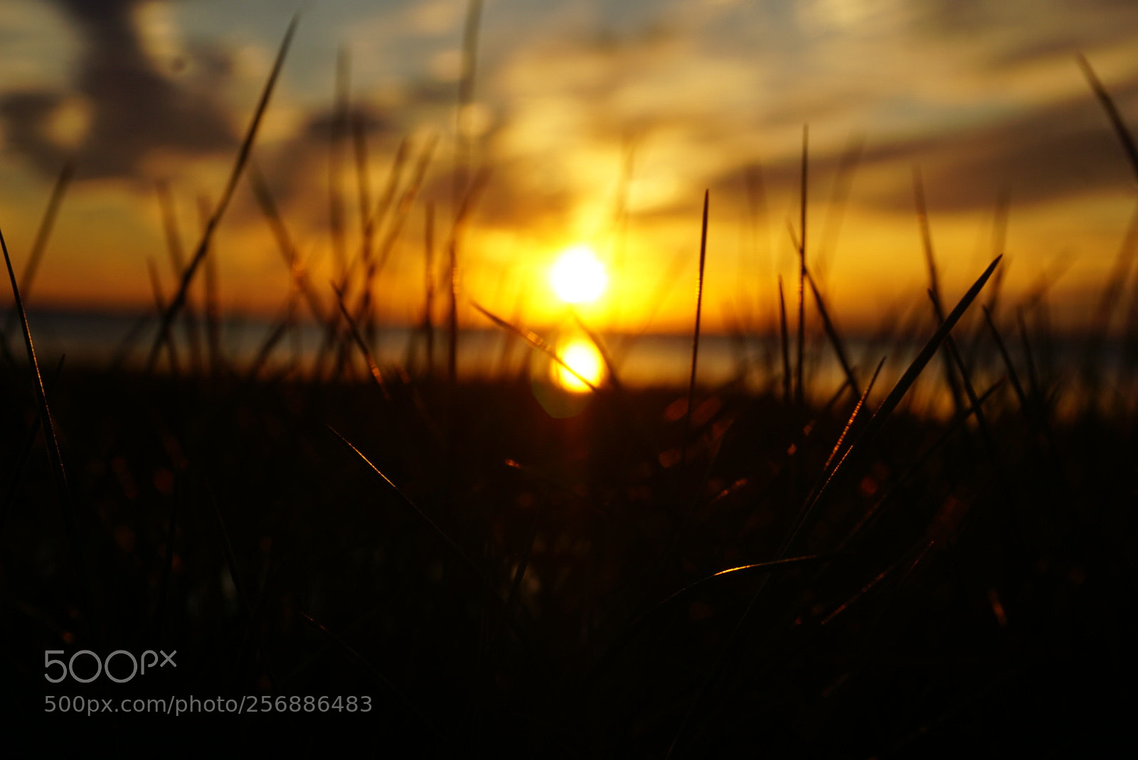 Sony a6000 sample photo. The natural alarm photography