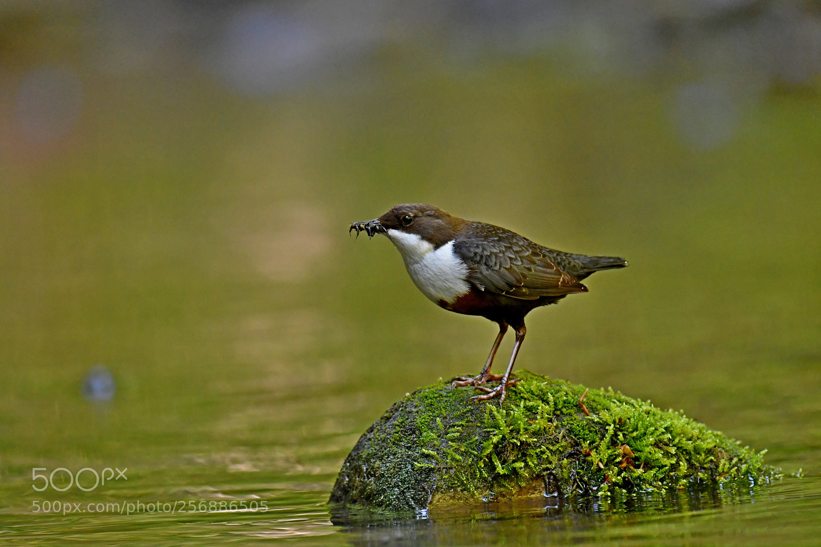 Nikon D500 sample photo. White-throated dipper photography