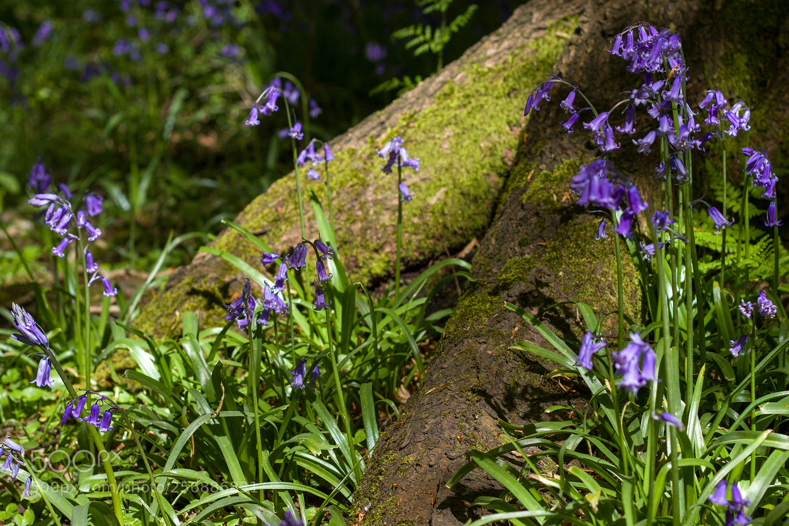 Canon EOS 600D (Rebel EOS T3i / EOS Kiss X5) sample photo. Bluebells photography
