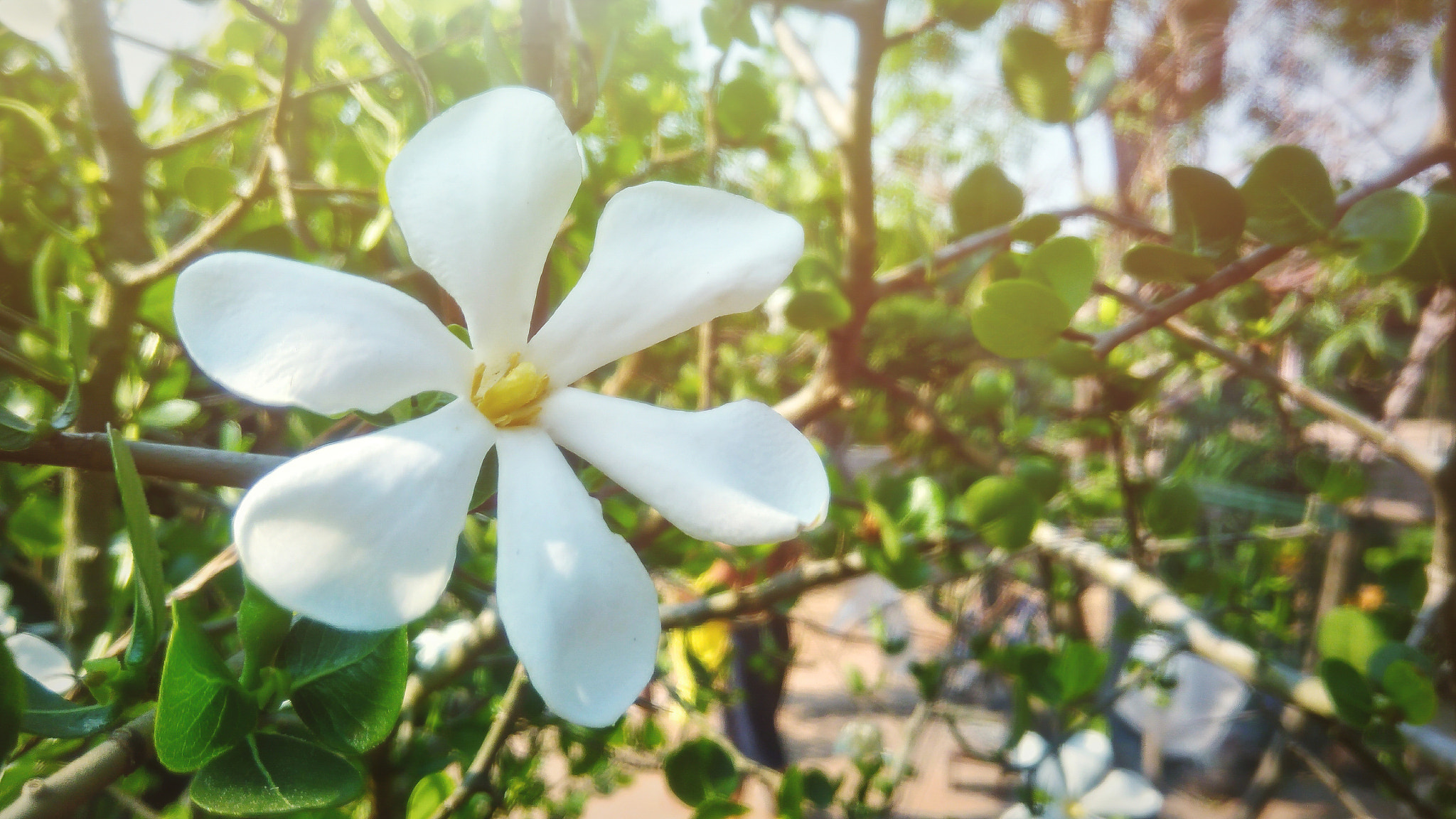 ASUS ZenFone 3 Max (ZC553KL) sample photo. Beautiful white flower photography