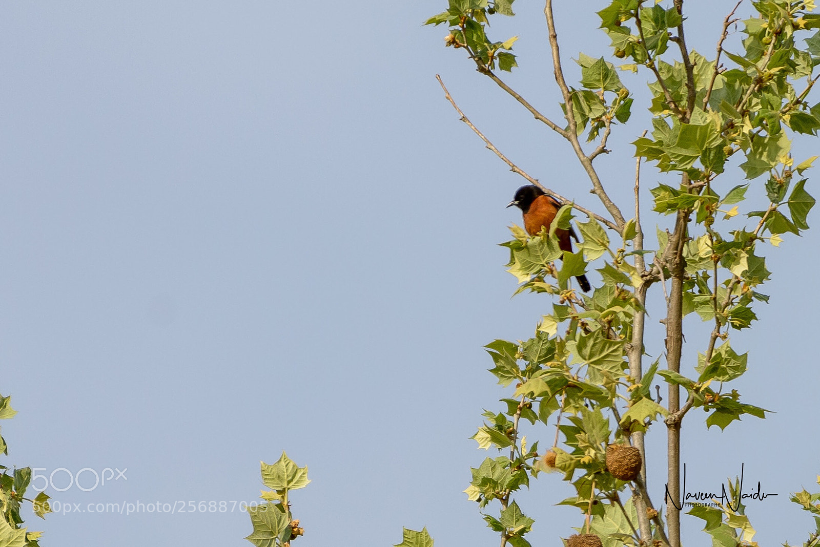 Nikon D800 sample photo. Orchard oriole photography