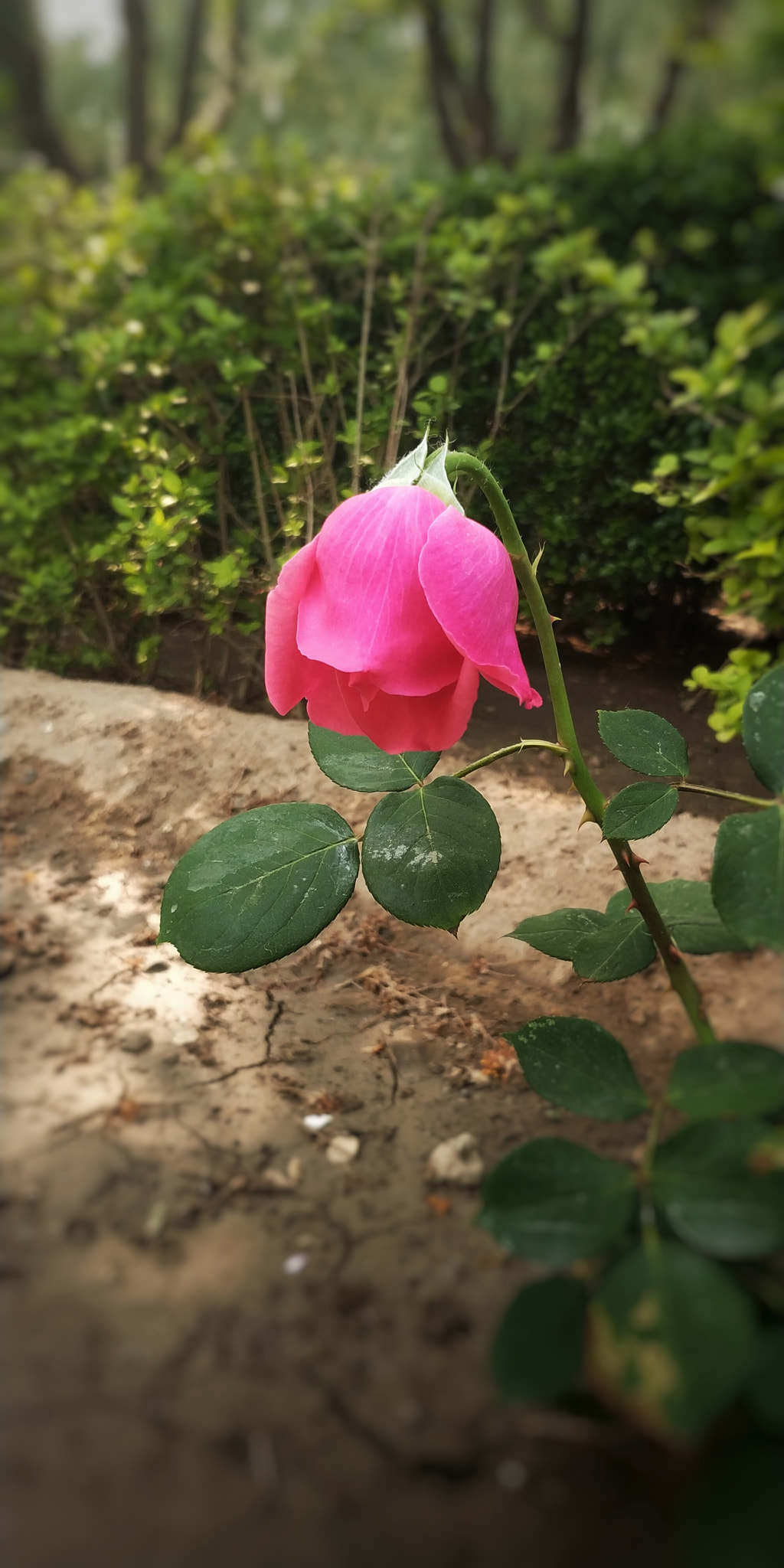 Xiaomi MIX 2 sample photo. :-) photography