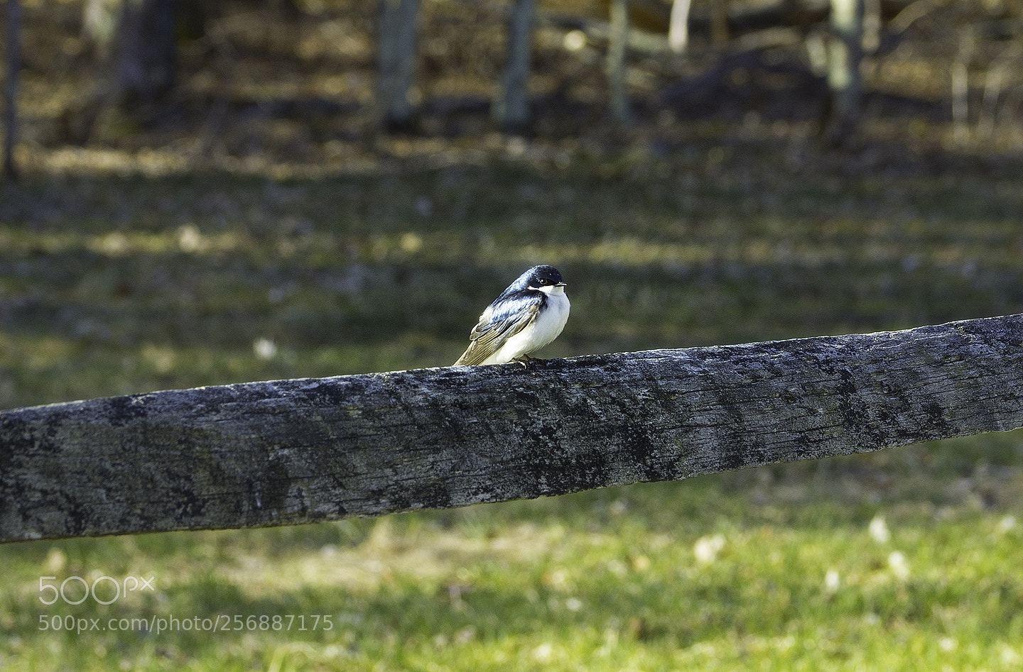 Nikon D600 sample photo. 180507 photography