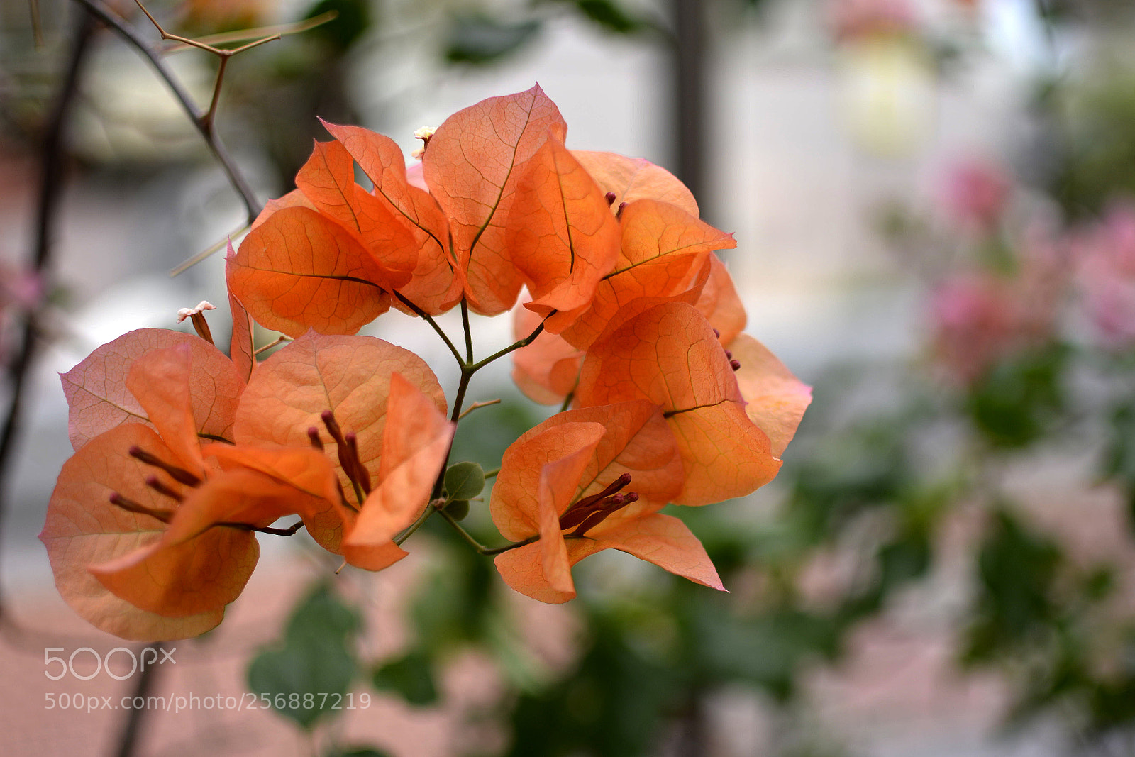 Nikon D7100 sample photo. A flower photography