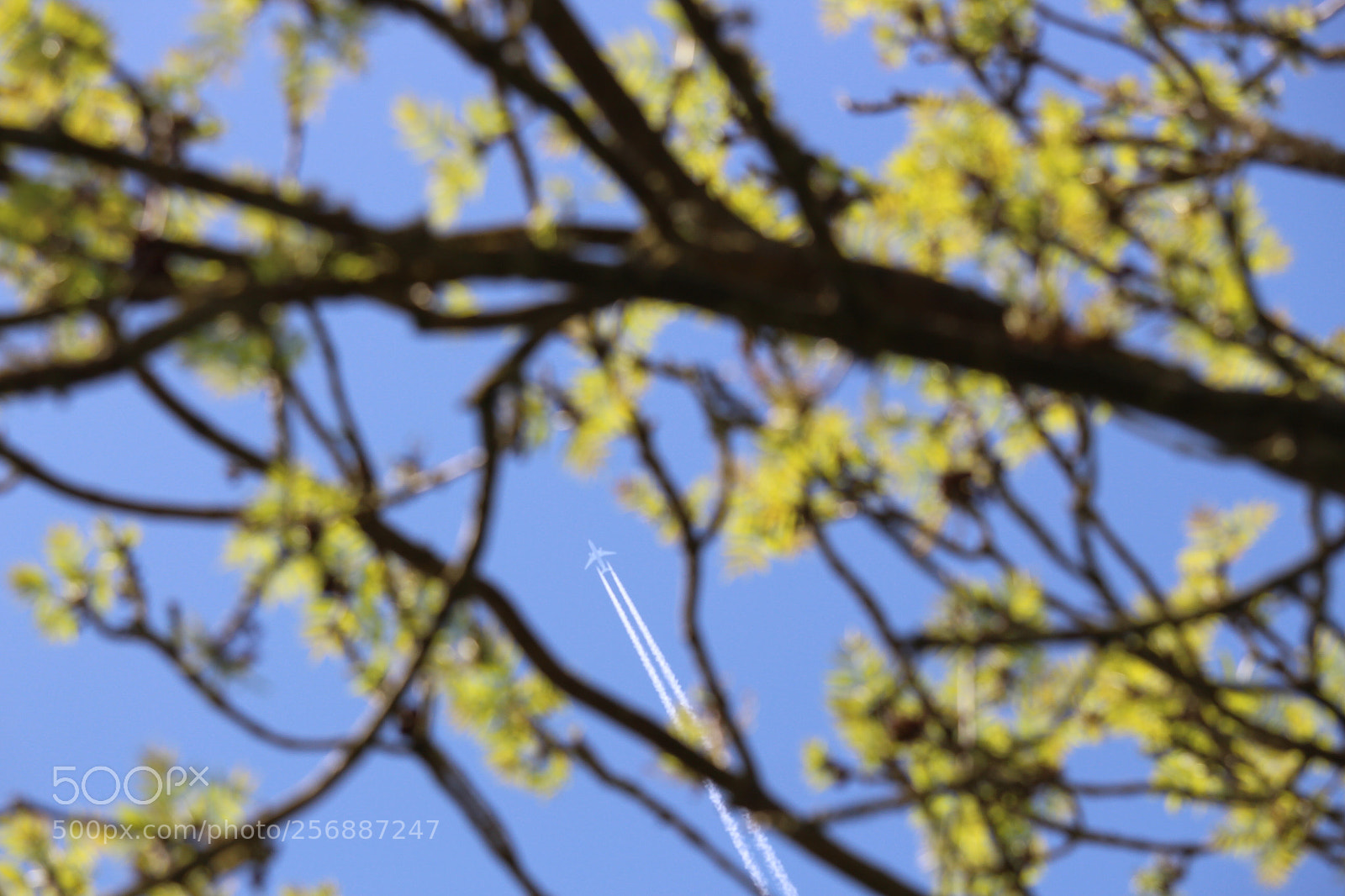 Canon EOS 700D (EOS Rebel T5i / EOS Kiss X7i) sample photo. So many questions photography