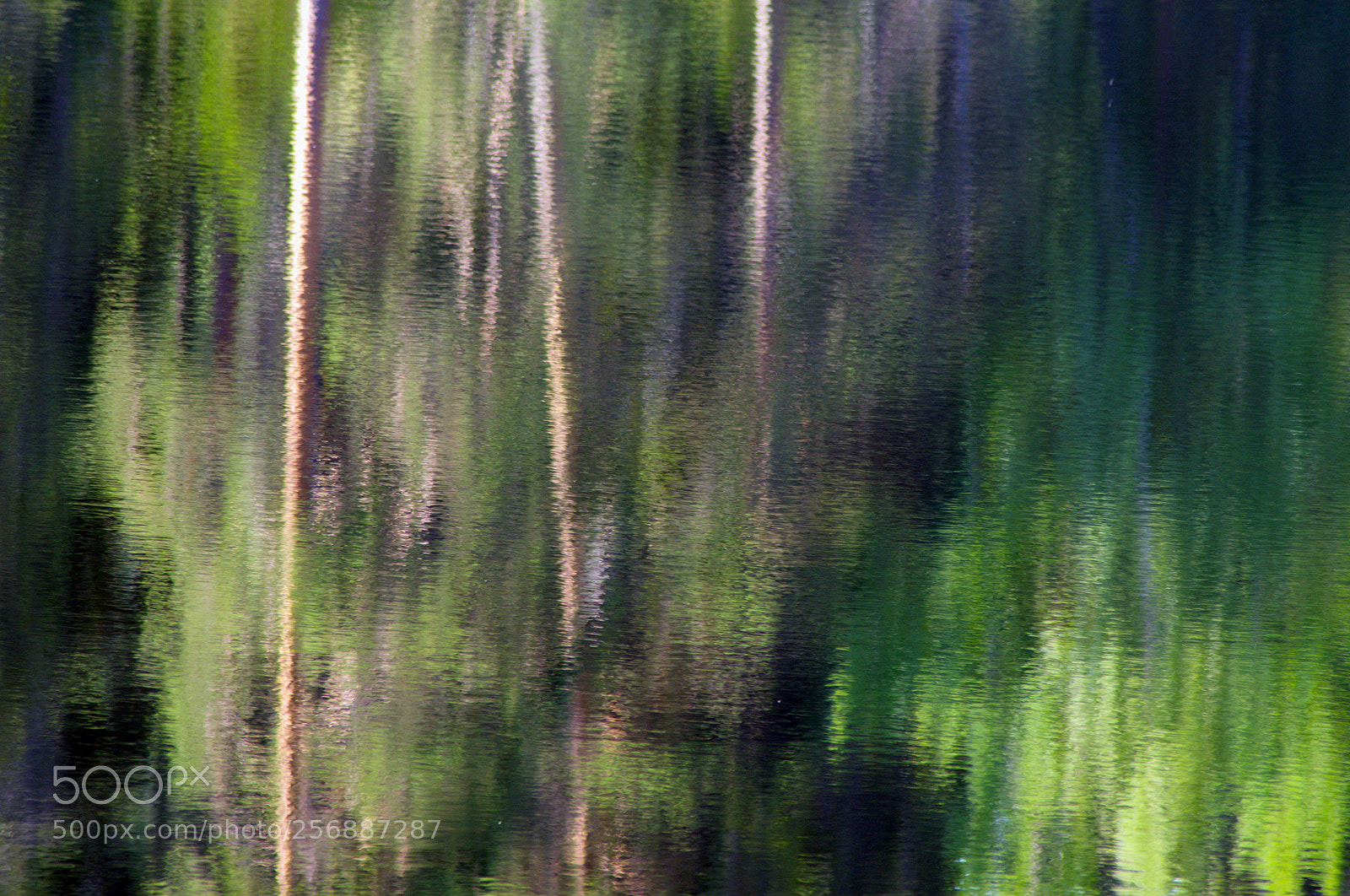Nikon D300 sample photo. Forest - painterly photography