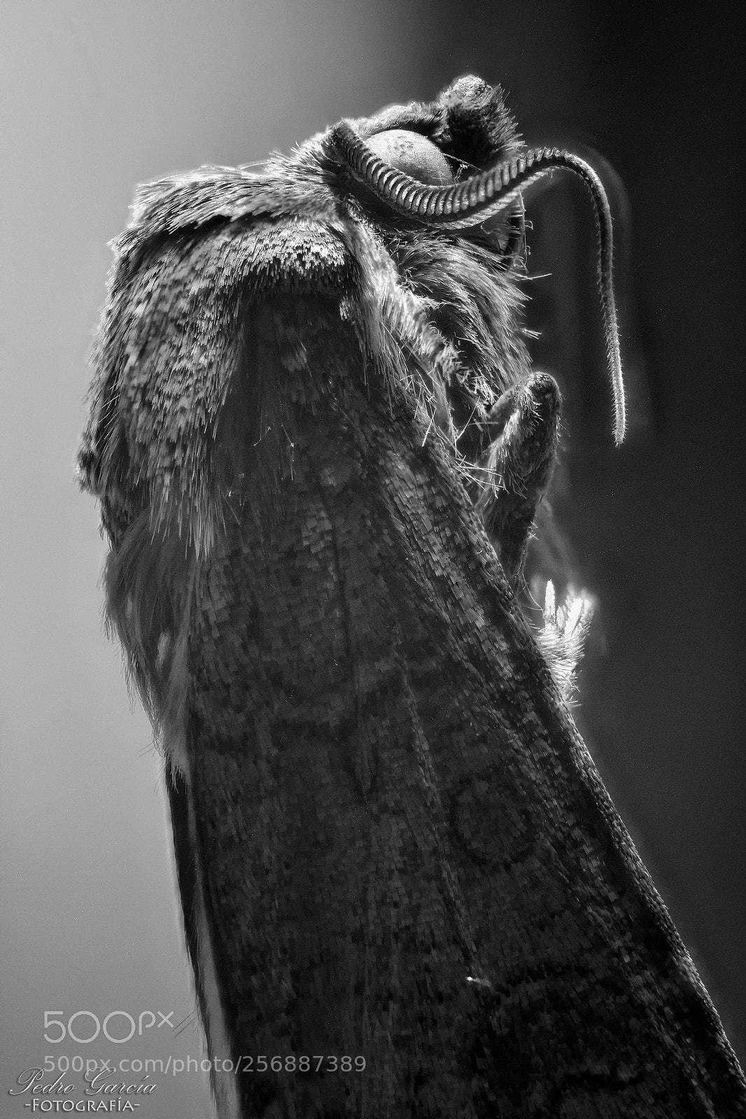 Nikon D3100 sample photo. Moth photography