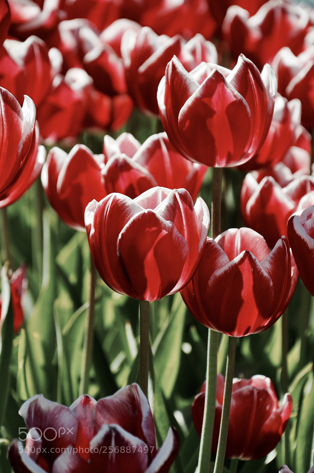 Nikon D90 sample photo. Red tulips photography