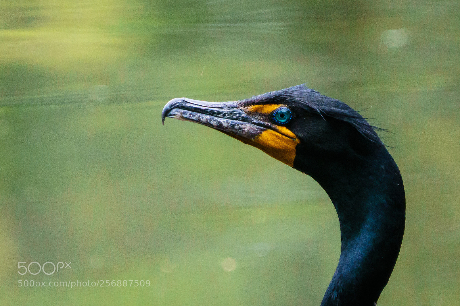 Sony a6300 sample photo. Double crested cormorant portrait photography
