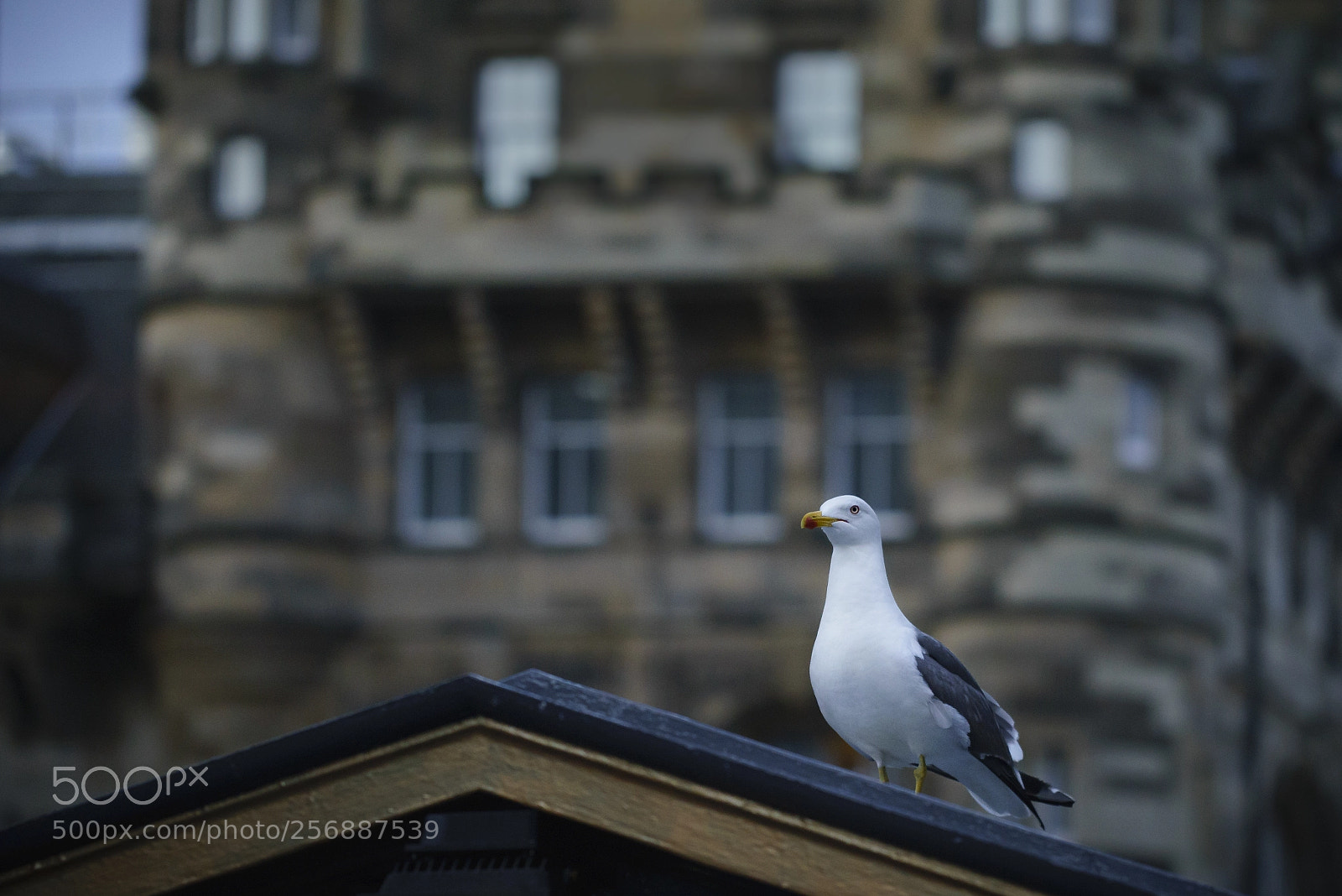Sony a7R sample photo. Chilling out photography