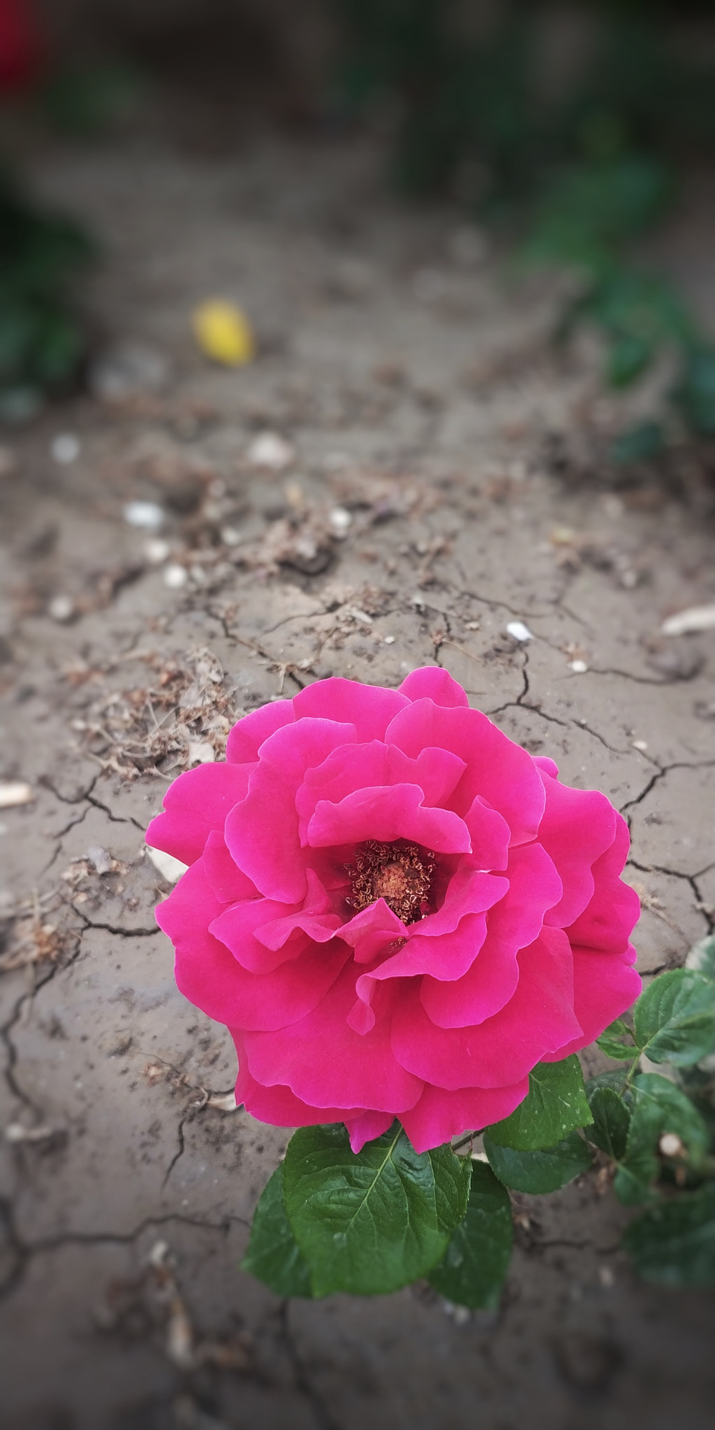 Xiaomi MIX 2 sample photo. 欲滴 photography