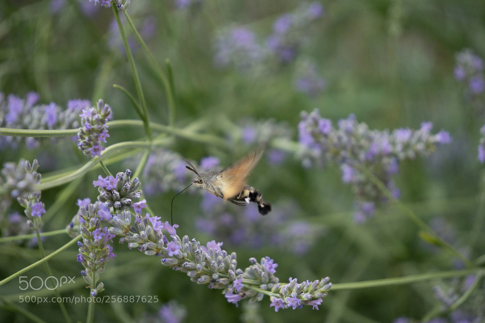 Sony a6000 sample photo. Humming bird hawk moth photography