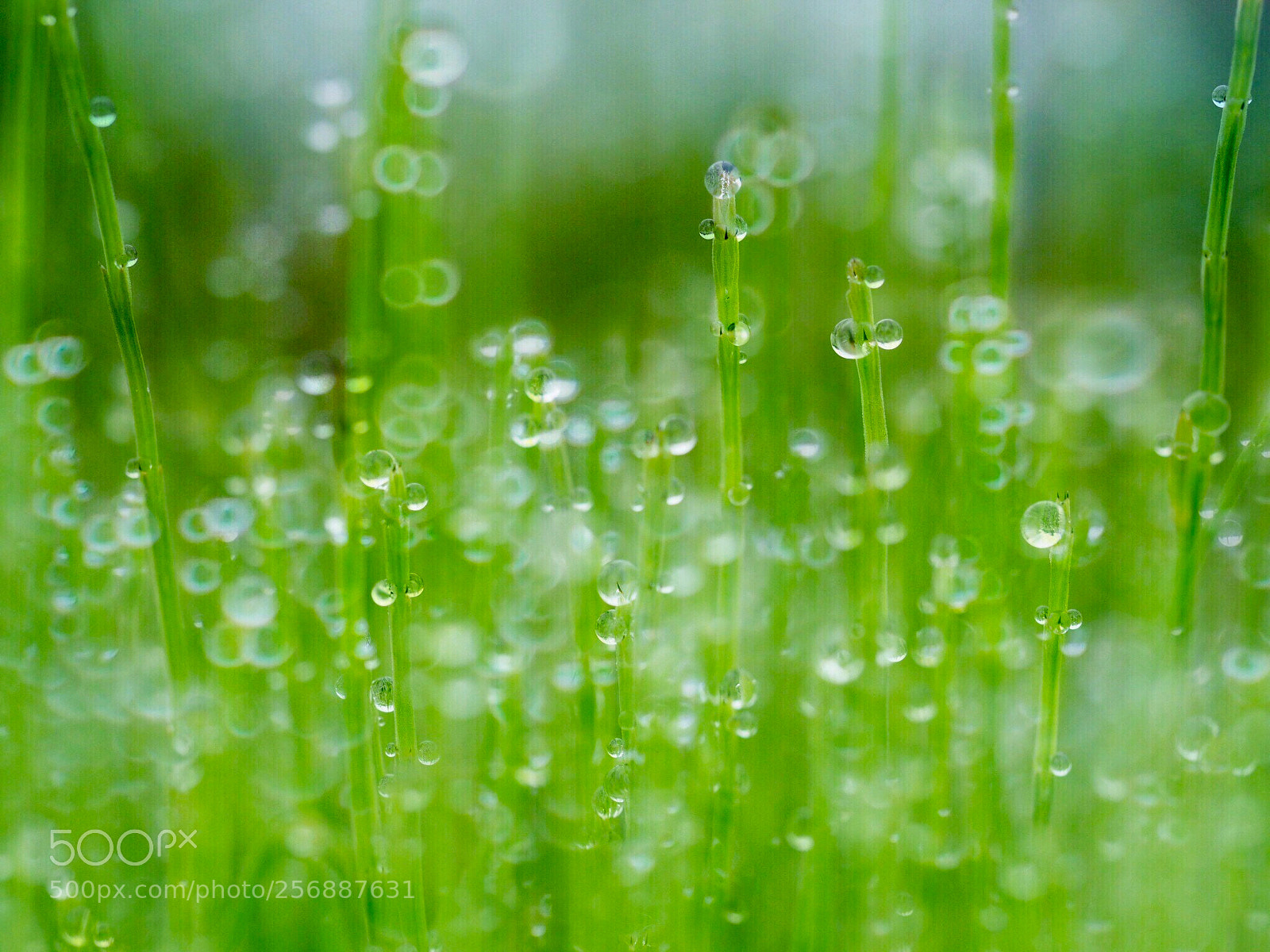 Olympus OM-D E-M1 sample photo. After rain

 photography