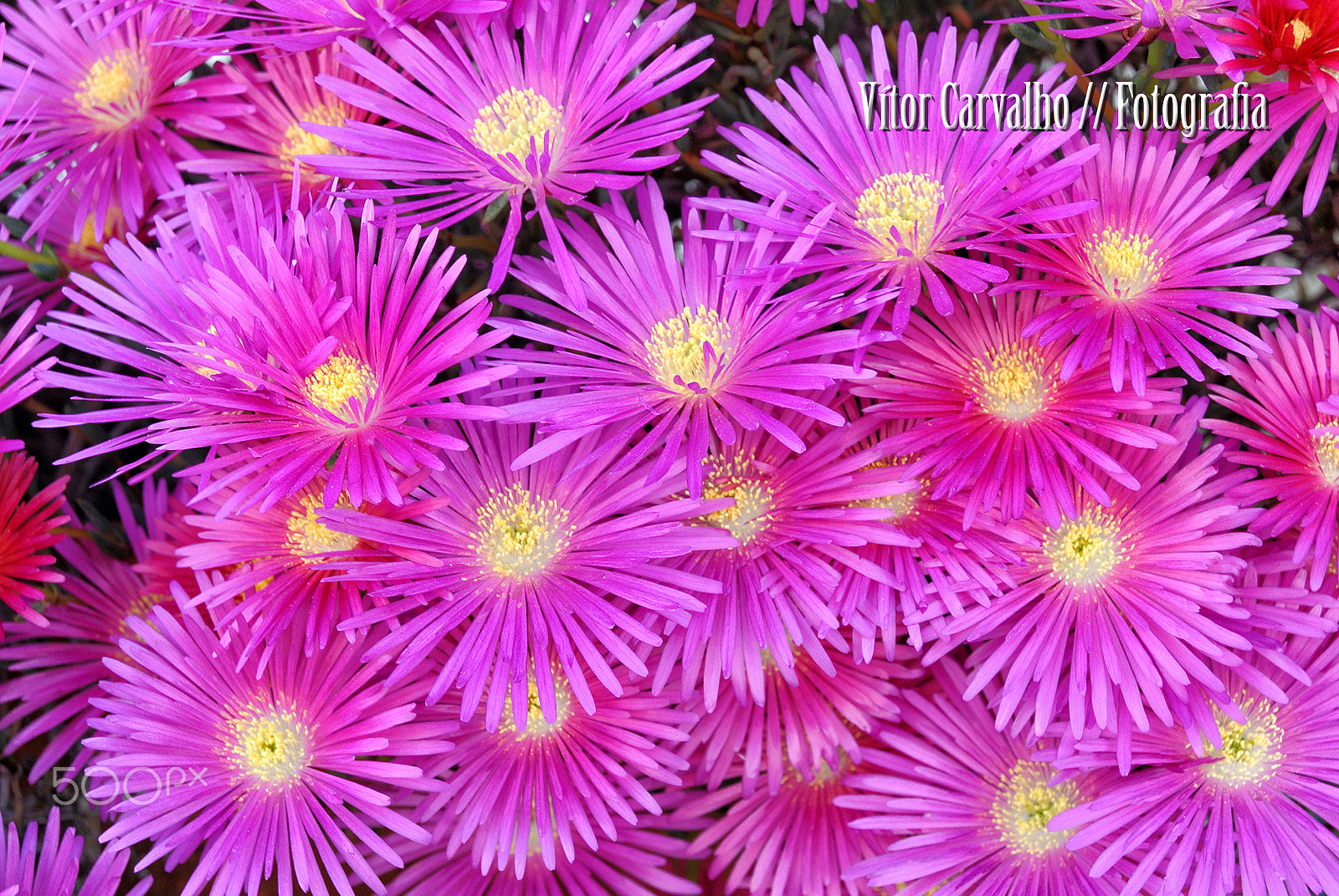 Nikon 1 J1 sample photo. Flores photography