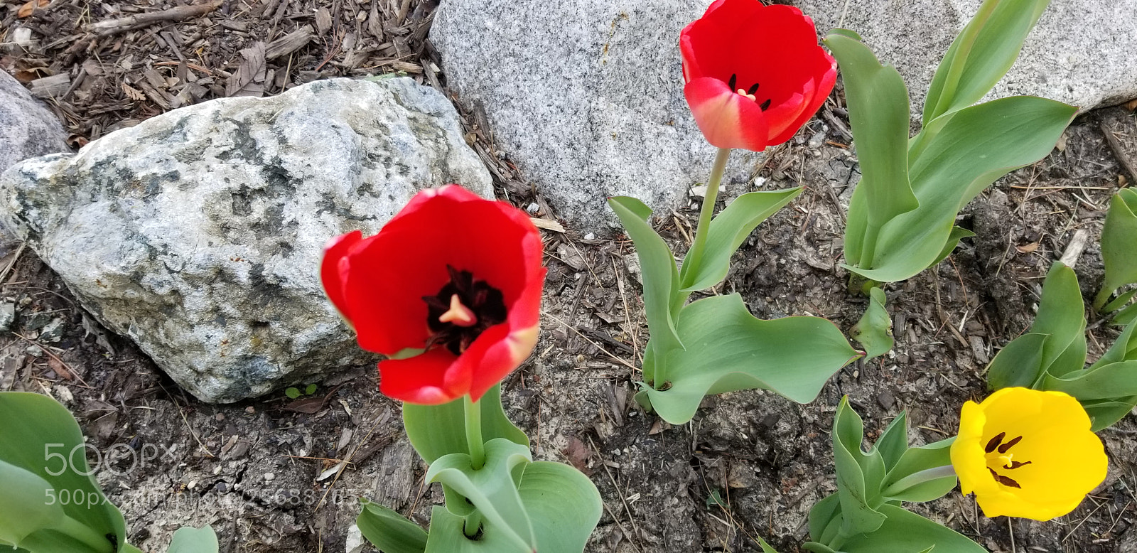Samsung Galaxy S8+ sample photo. Untitled photography