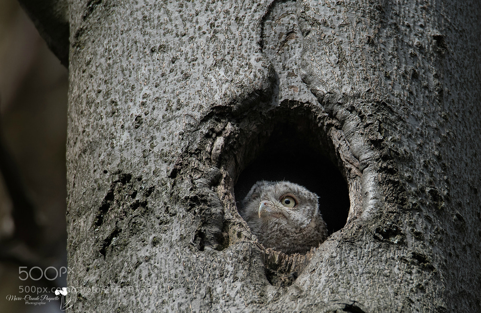 Nikon D500 sample photo. Un regard vers le photography