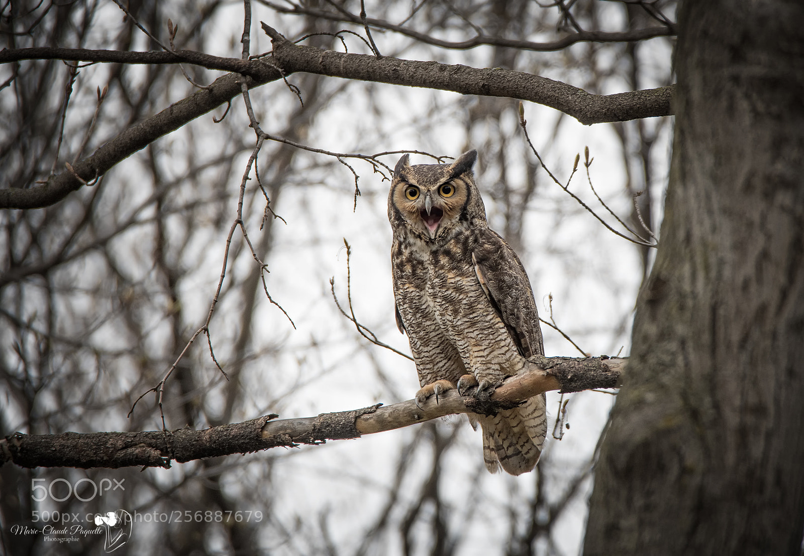Nikon D500 sample photo. Grand-duc photography