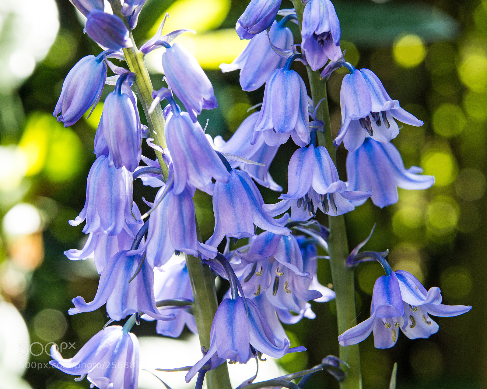 Sony SLT-A77 sample photo. The blue bells. photography