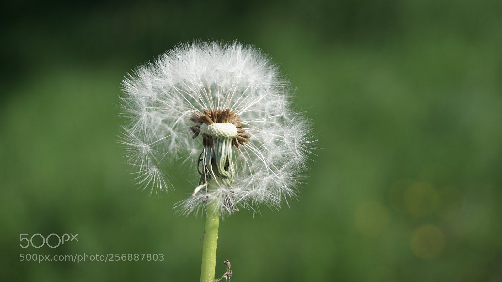 Sony a6000 sample photo. Dandelion photography