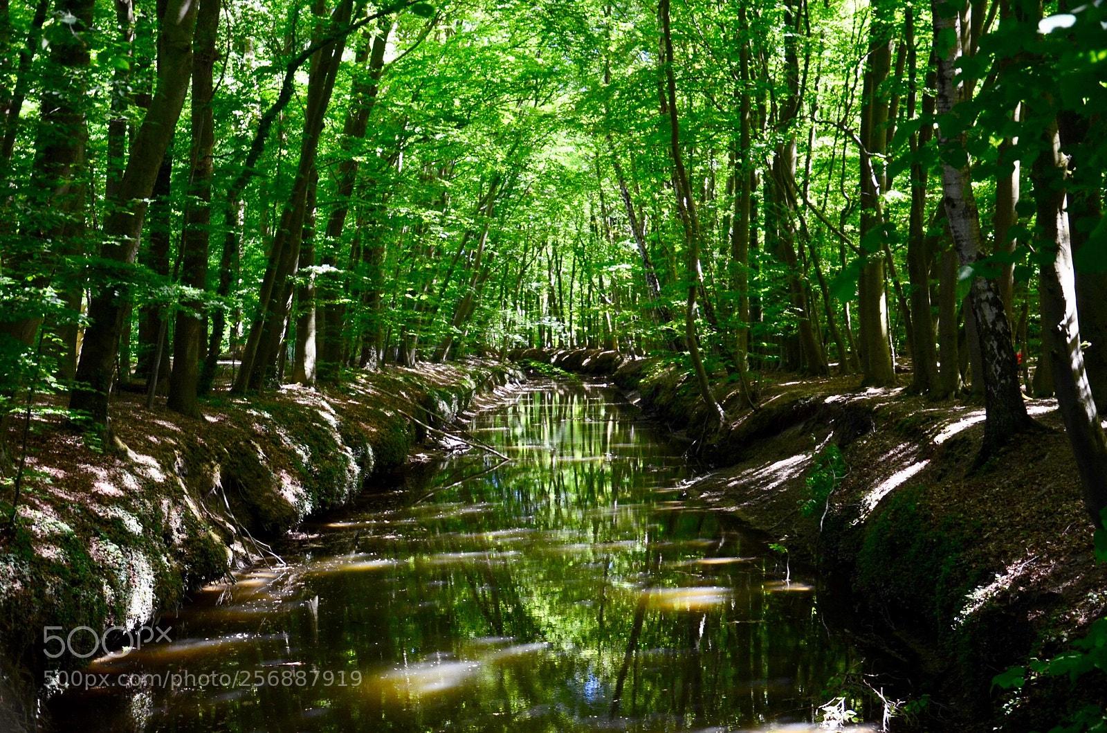 Nikon D5100 sample photo. Green mile  photography