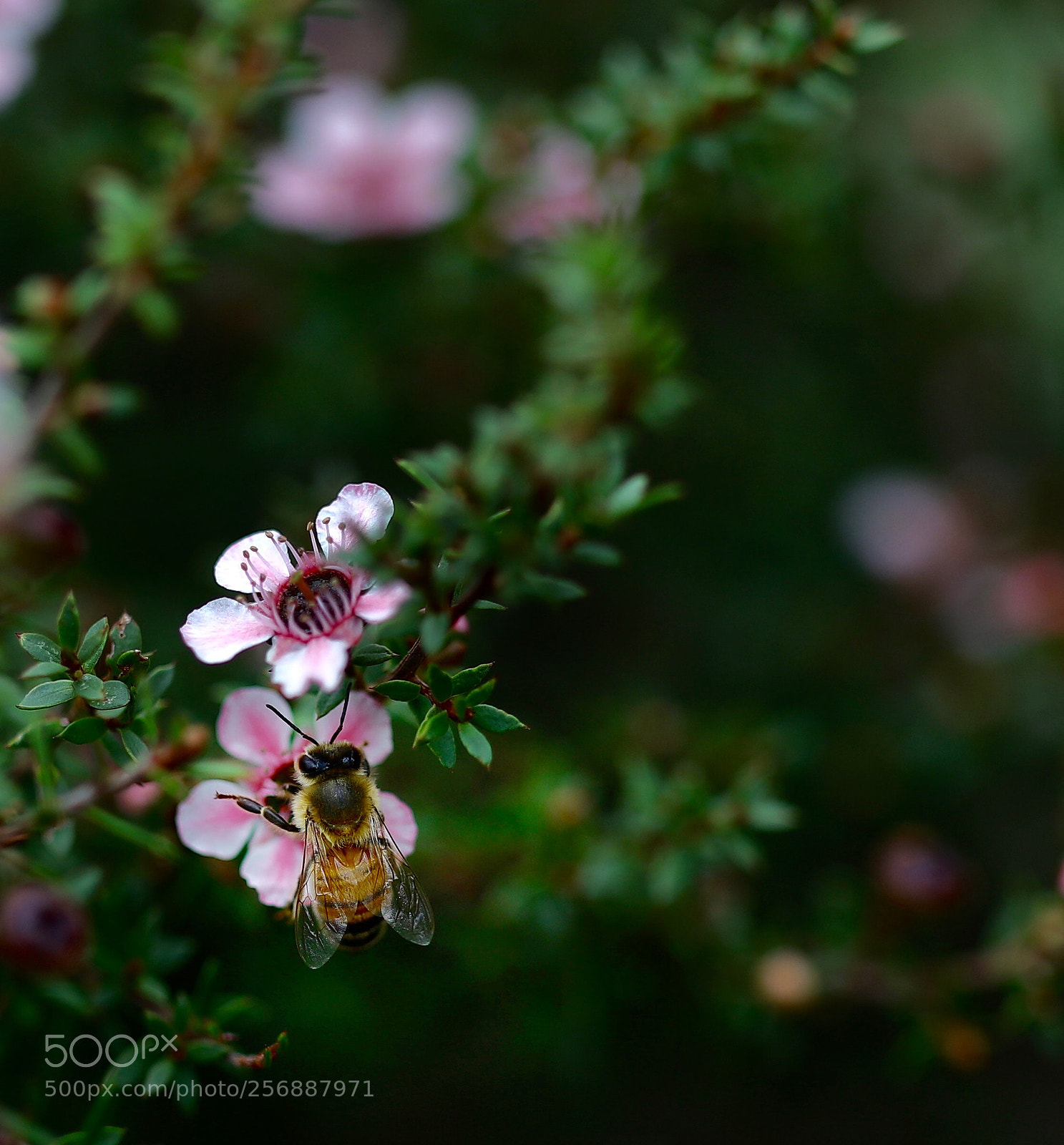 Canon EOS 5DS R sample photo. Garden photography