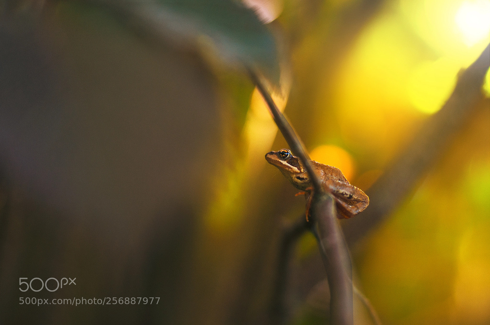 Nikon D7000 sample photo. Frog photography