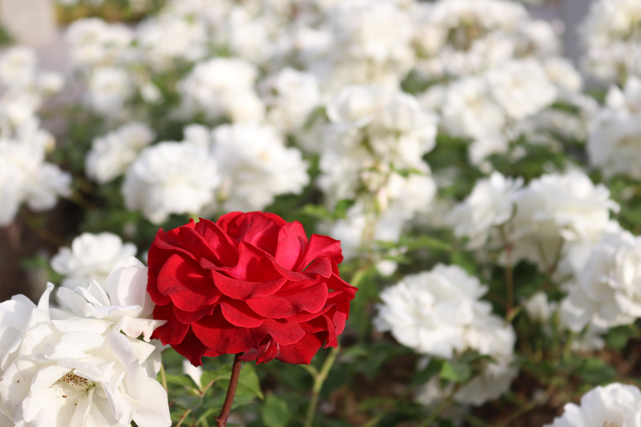 Canon EOS 800D (EOS Rebel T7i / EOS Kiss X9i) sample photo. Be different! photography