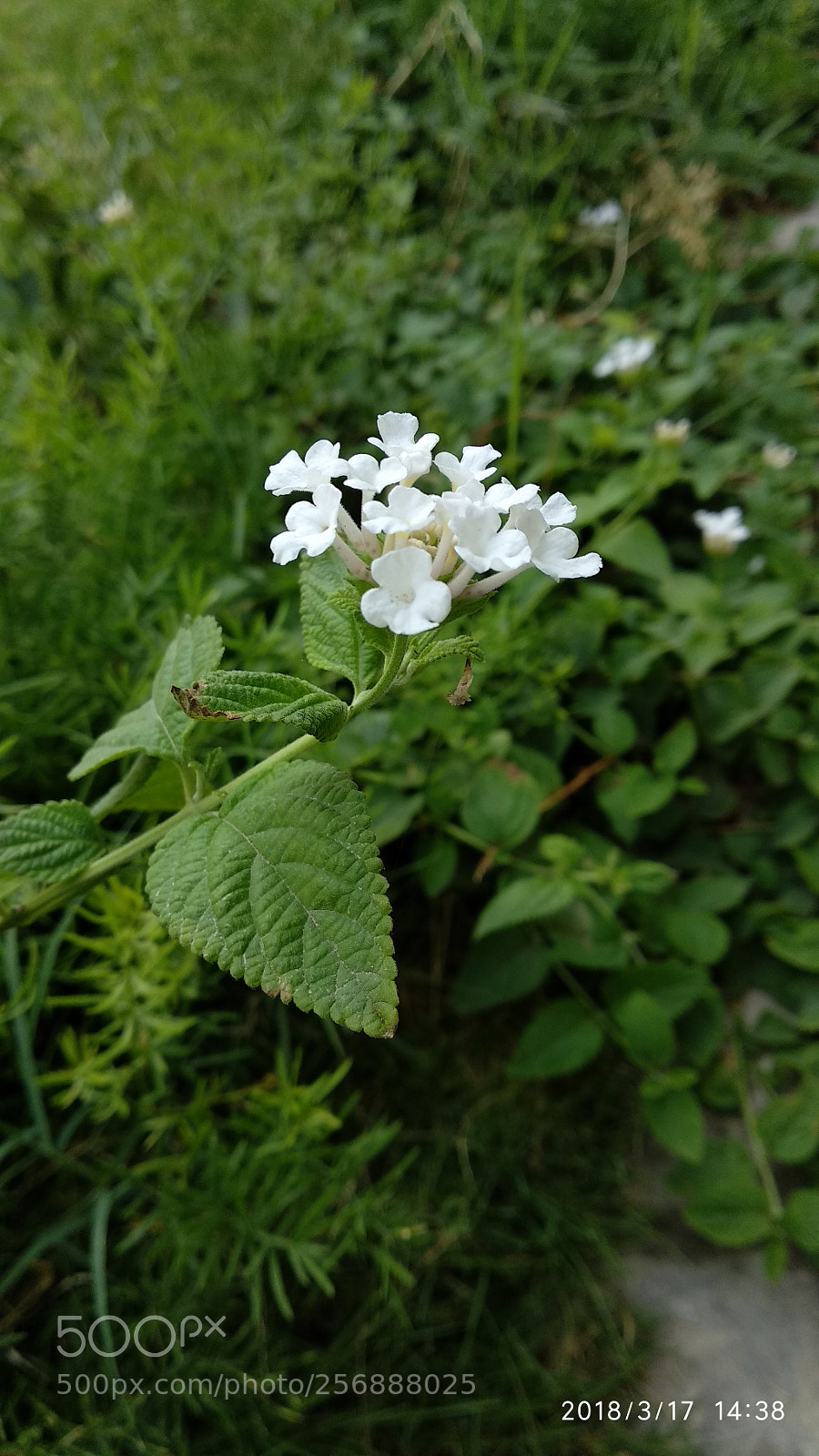 Xiaomi Mi A1 sample photo. Untitled photography