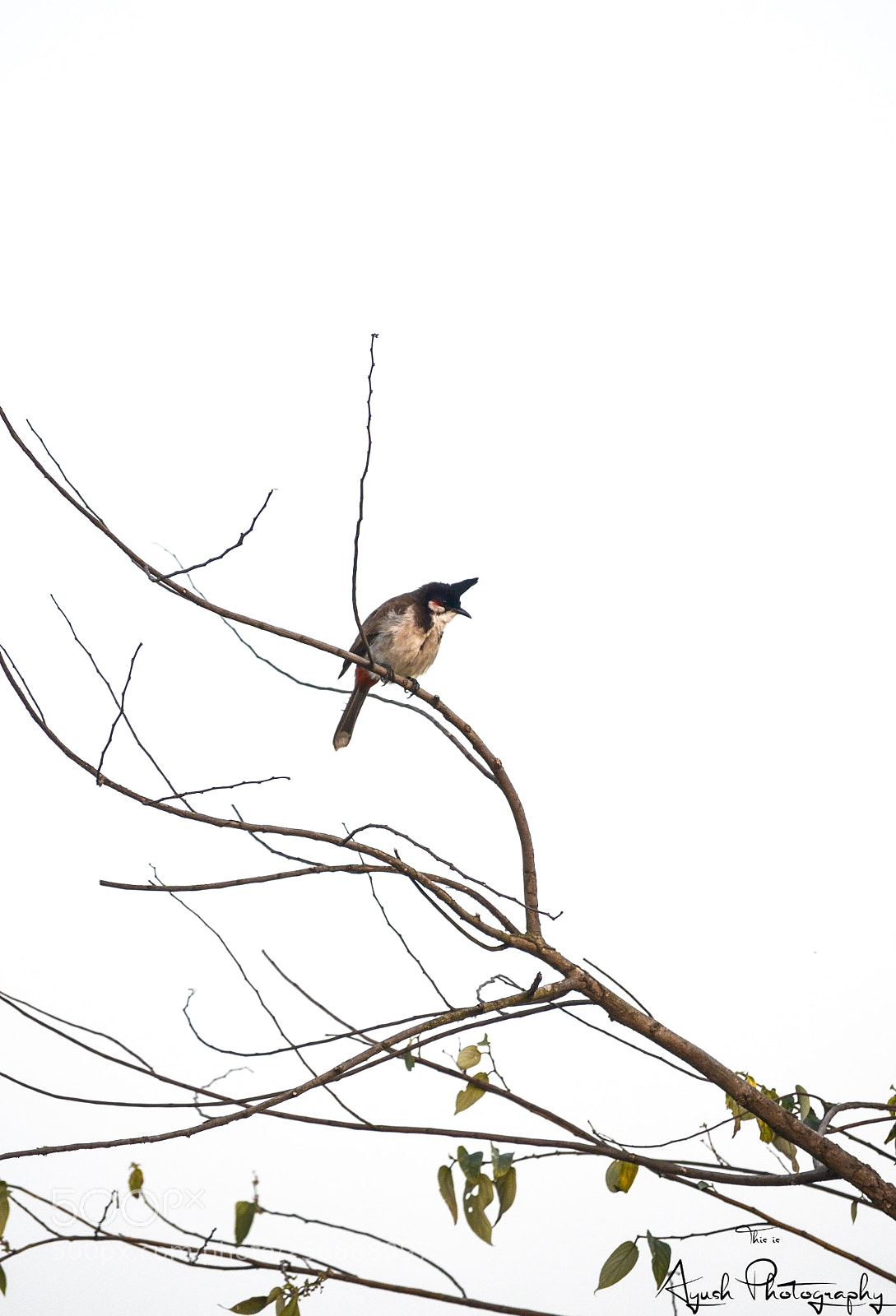 Nikon D5100 sample photo. Alone ! photography