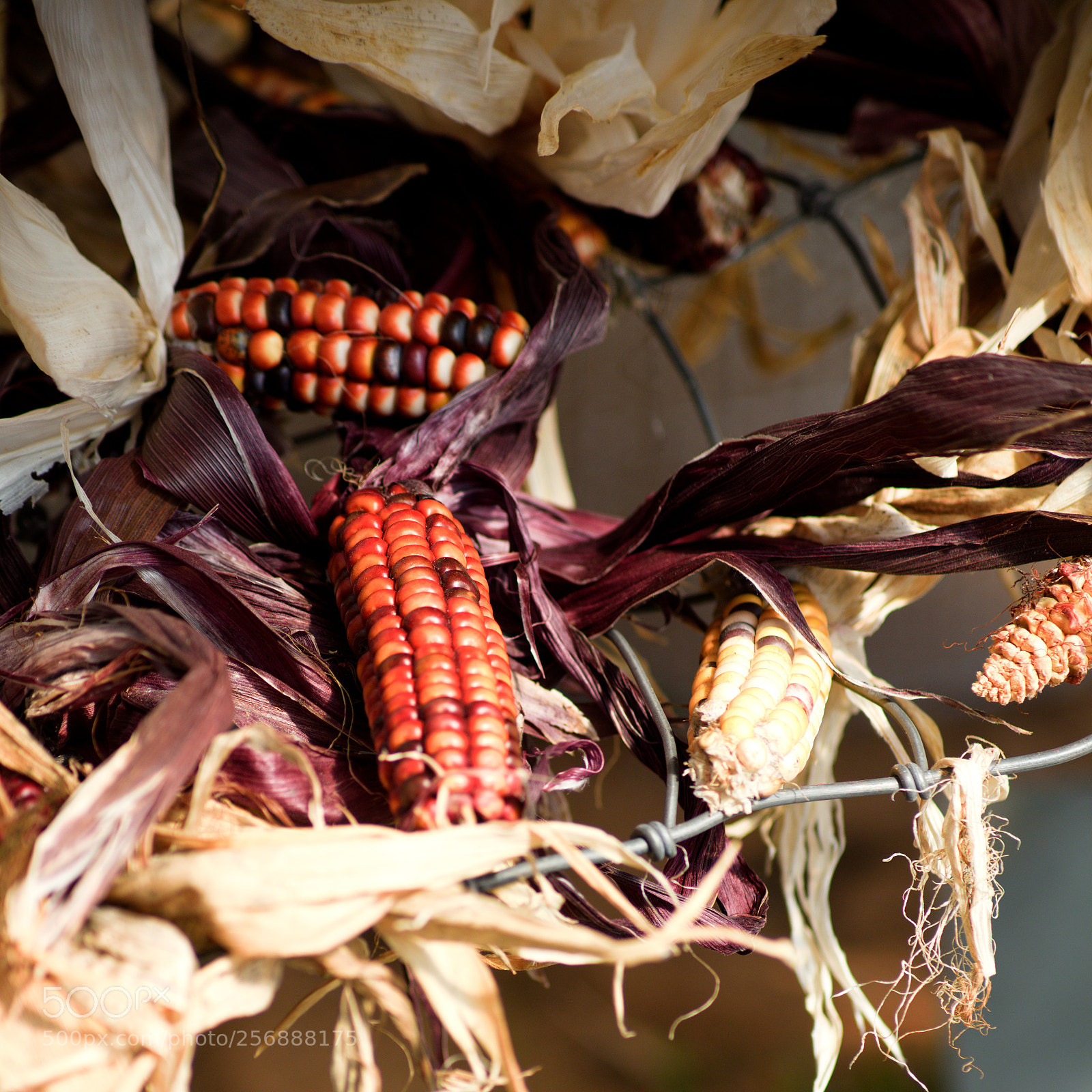 Nikon D810 sample photo. Corn husks photography