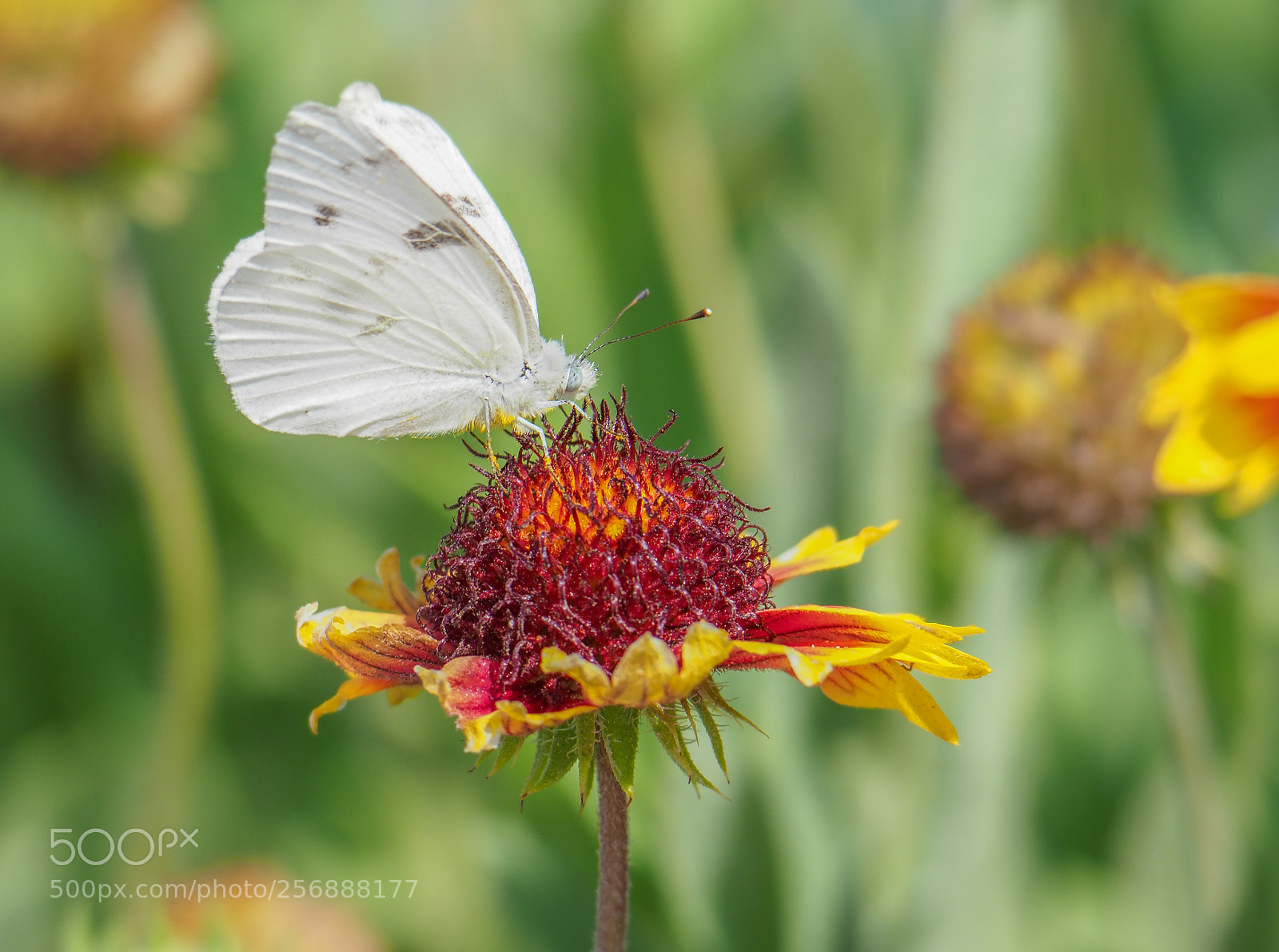 Olympus OM-D E-M1 Mark II sample photo. Butterfly photography
