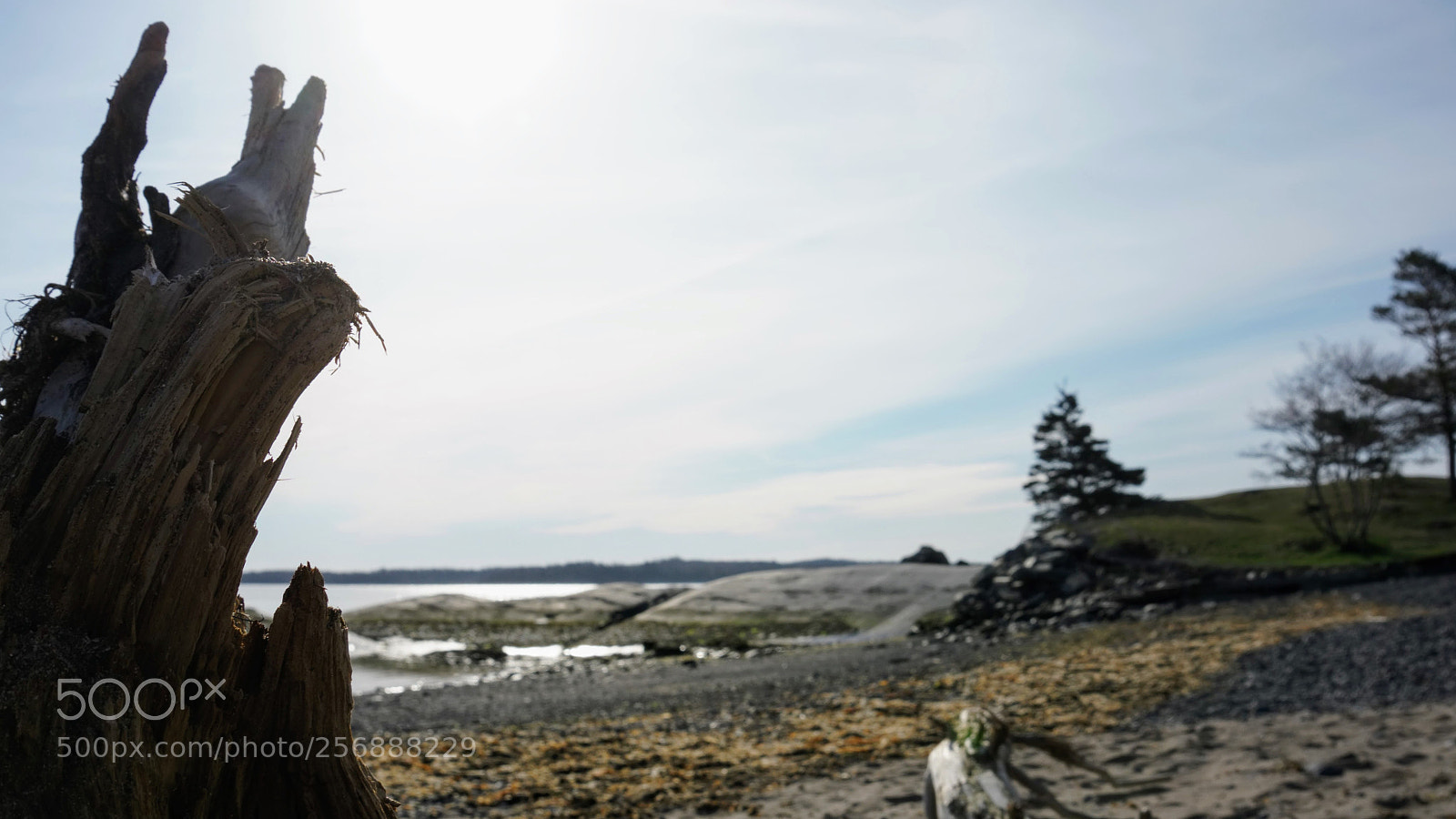 Sony a6000 sample photo. Granite and driftwood photography