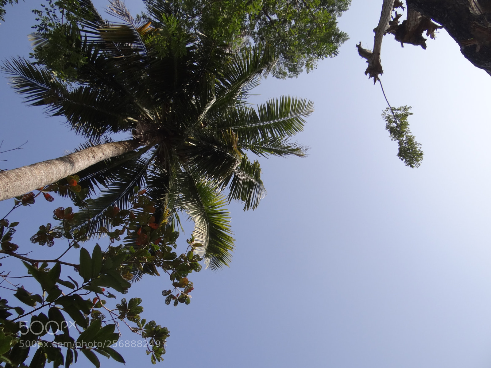 Sony Cyber-shot DSC-HX100V sample photo. Dsc photography