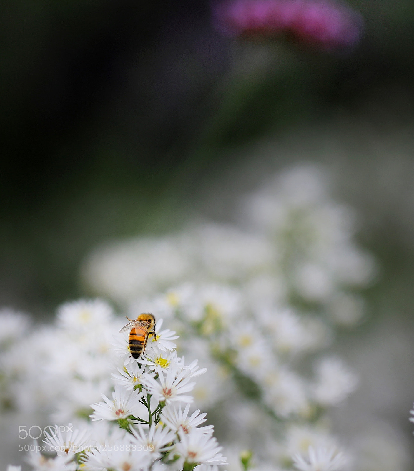 Canon EOS 5DS R sample photo. Fairyland photography