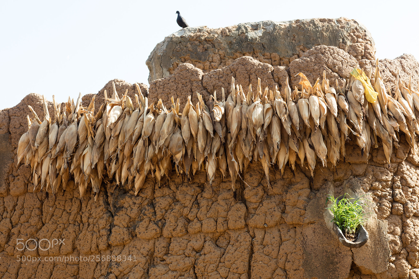 Canon EOS 5DS R sample photo. Corn in village in photography