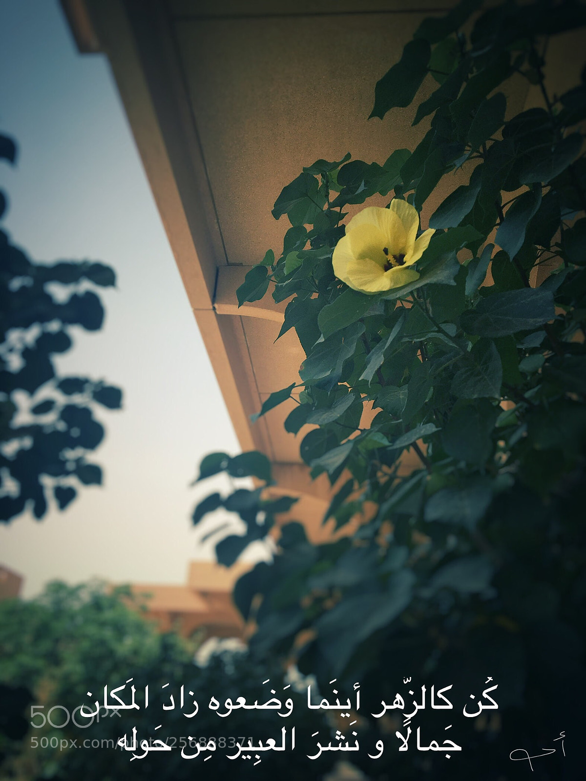 Apple iPhone 6s sample photo. Untitled photography