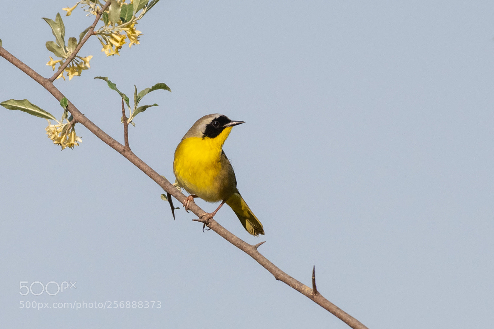 Nikon D850 sample photo. Common yellowthroat photography