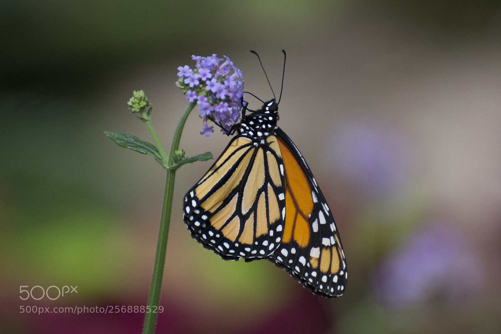 Nikon D7200 sample photo. Butterfly 2018-19 photography