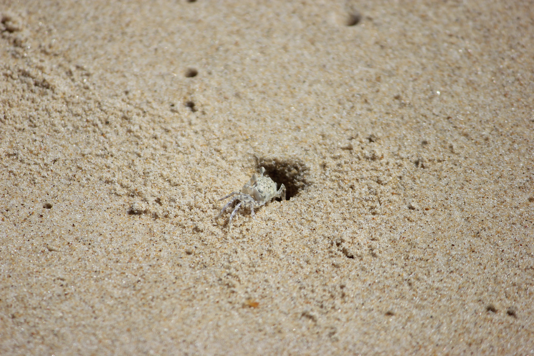 Canon EOS 550D (EOS Rebel T2i / EOS Kiss X4) + Canon EF-S 55-250mm F4-5.6 IS II sample photo. Crab in the sand photography