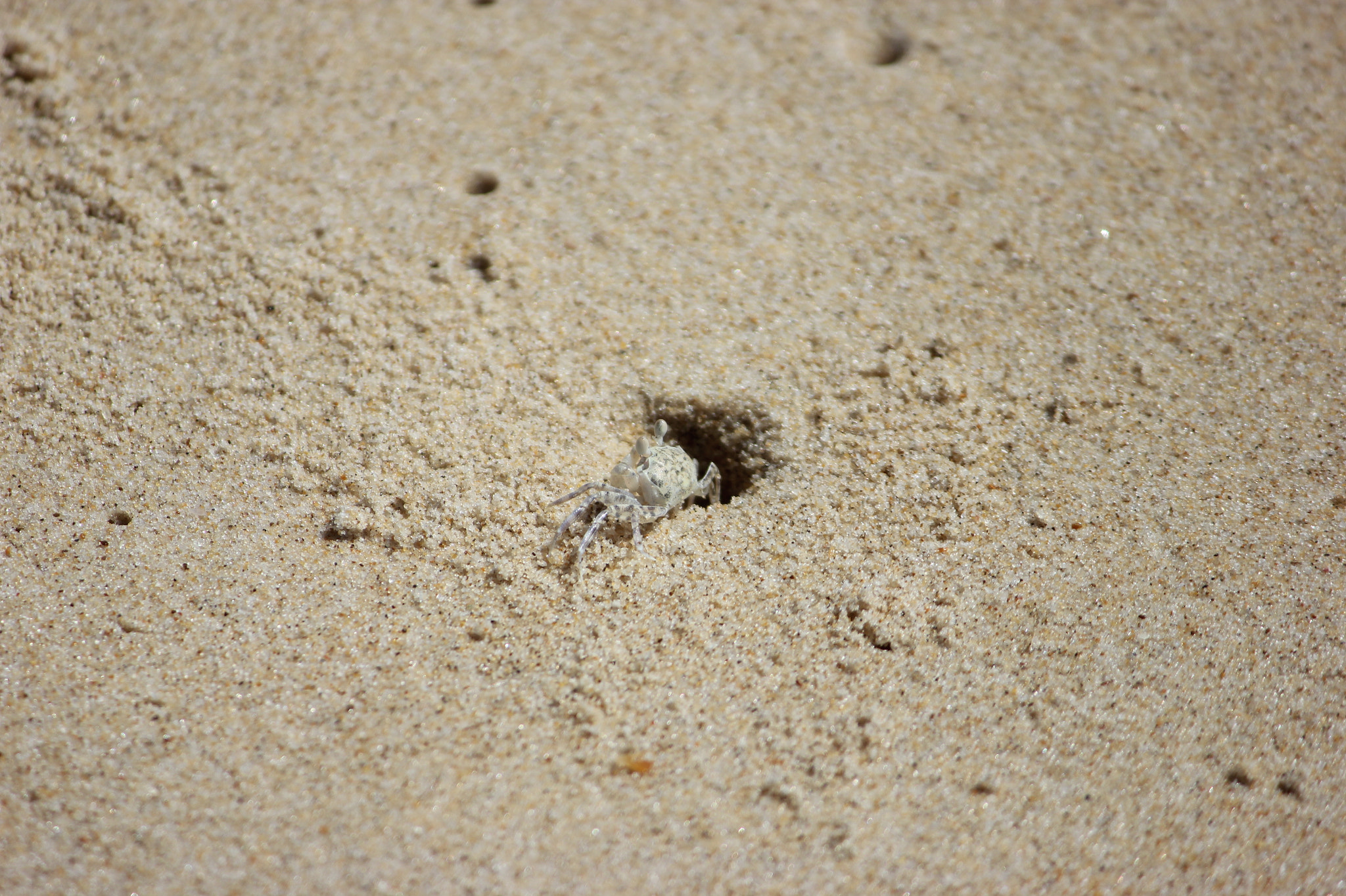 Canon EF-S 55-250mm F4-5.6 IS II sample photo. Crab in the sand photography