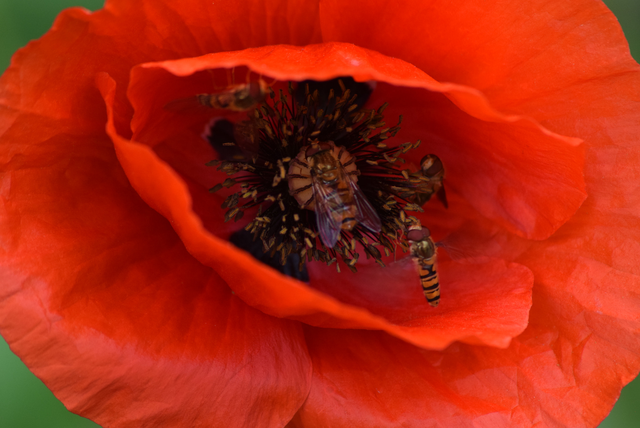 Sigma 70-300mm F4-5.6 APO DG Macro sample photo. Hoverfly terminal 1 photography