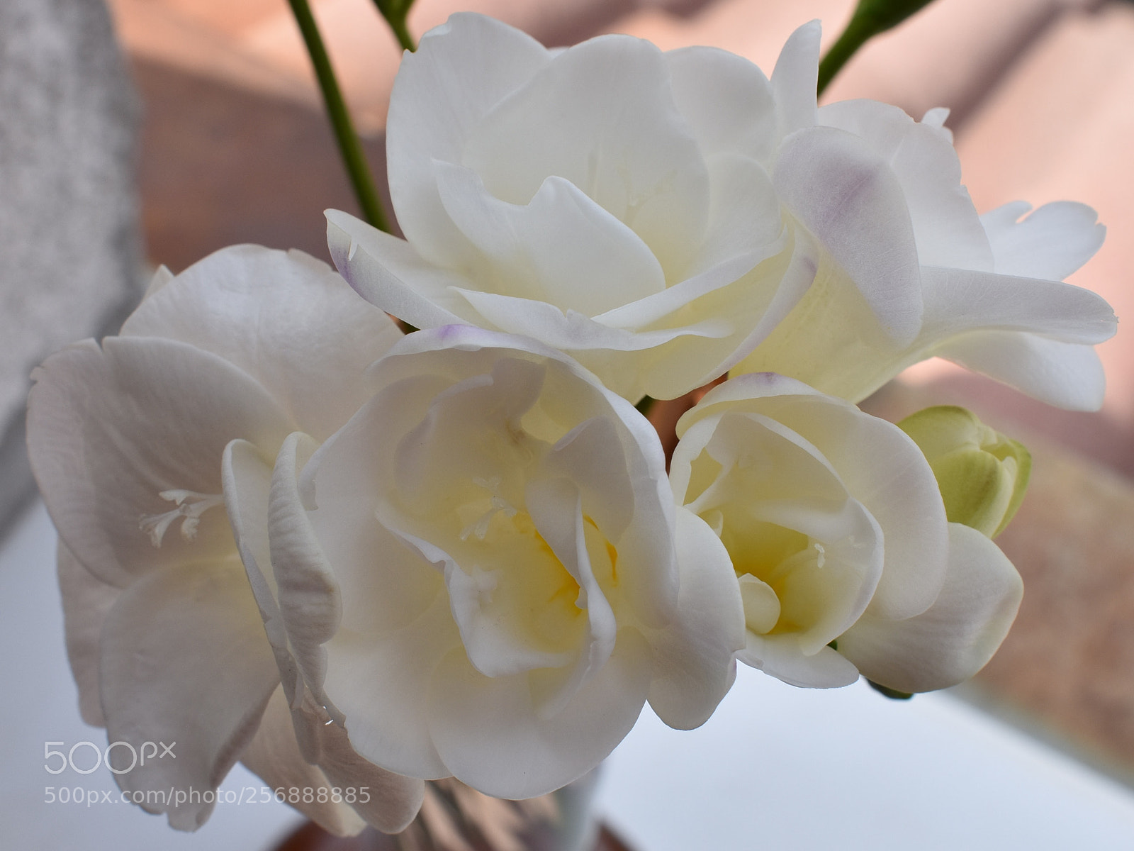 Nikon D3400 sample photo. Freesia photography