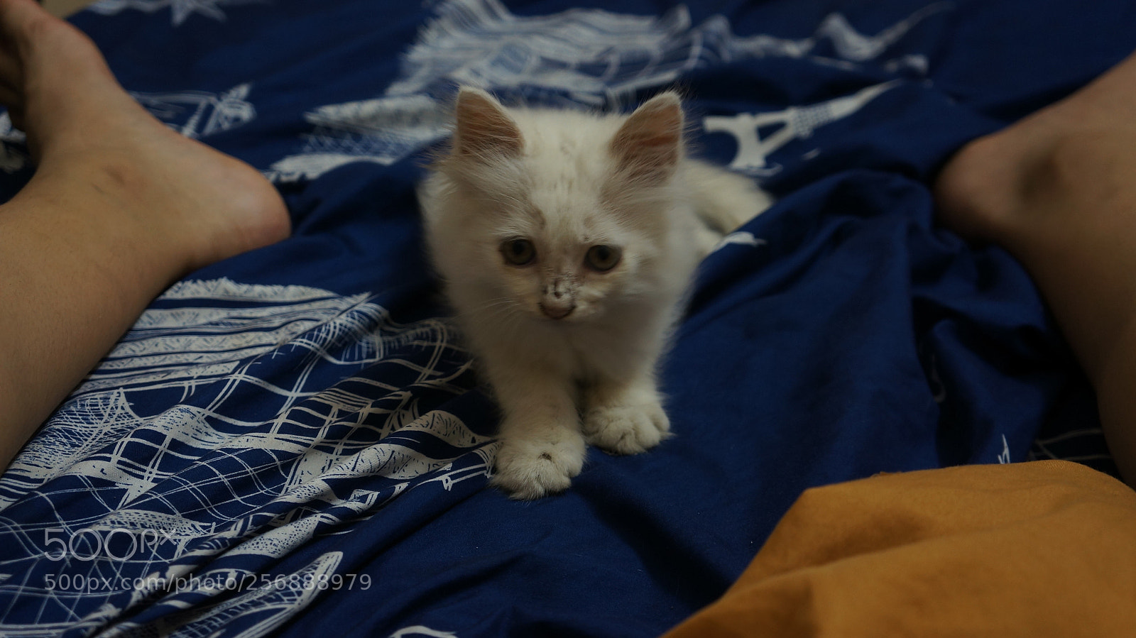 Sony Alpha NEX-5N sample photo. Dsc photography